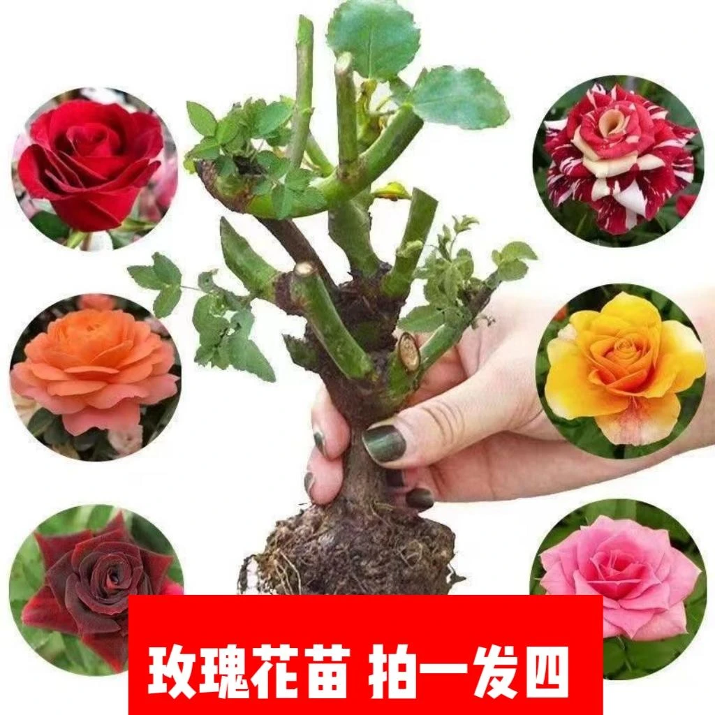 拍一发四 玫瑰花苗 特大苗 四季开花盆栽花卉
