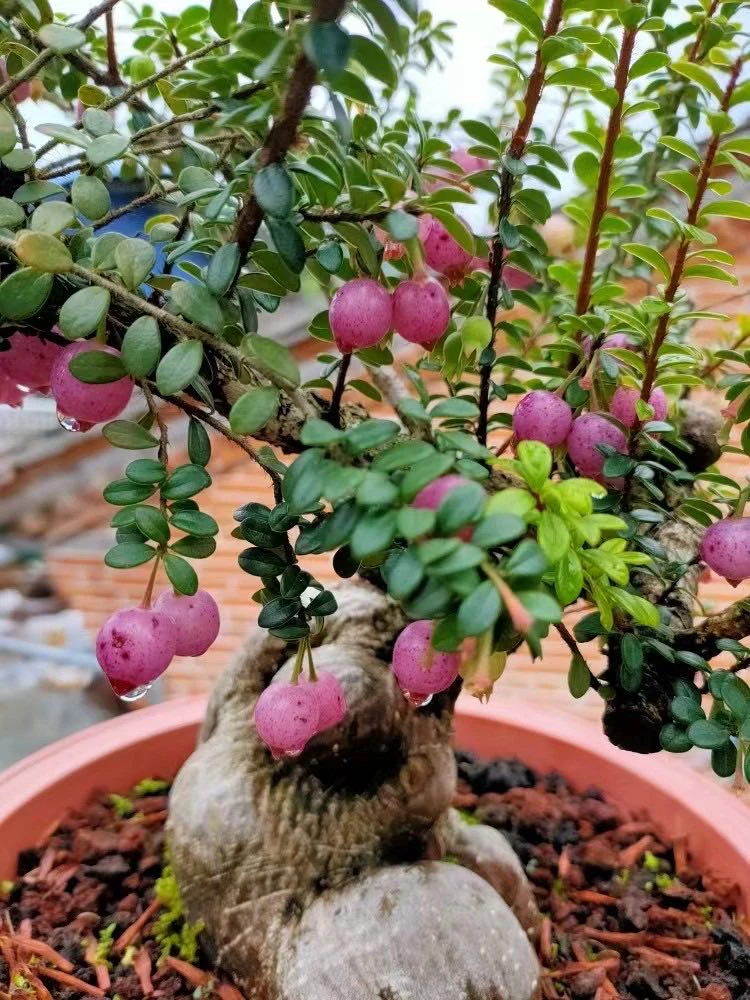 五翅莓大叶满堂红开花结果四季常青