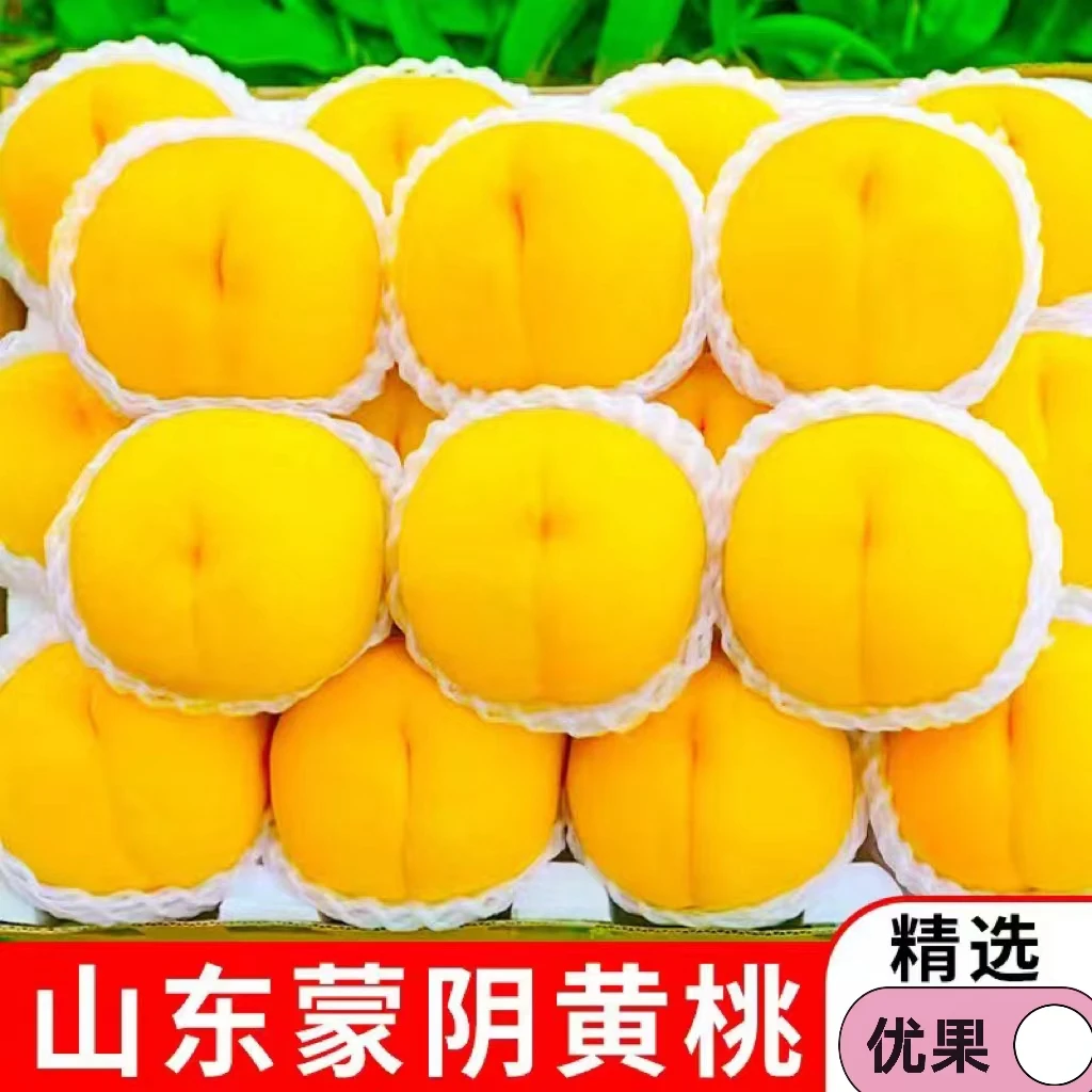 【邮政农品】现摘现发山东蒙阴黄桃新鲜黄桃现摘现发当季水果包邮
