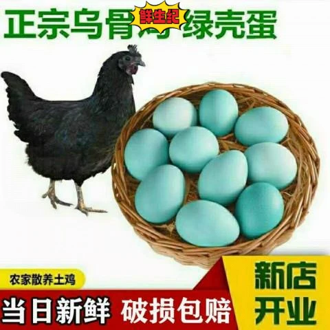 山林散养乌鸡蛋营养新鲜绿壳蛋农家土鸡蛋草鸡蛋健康营养 44g以下