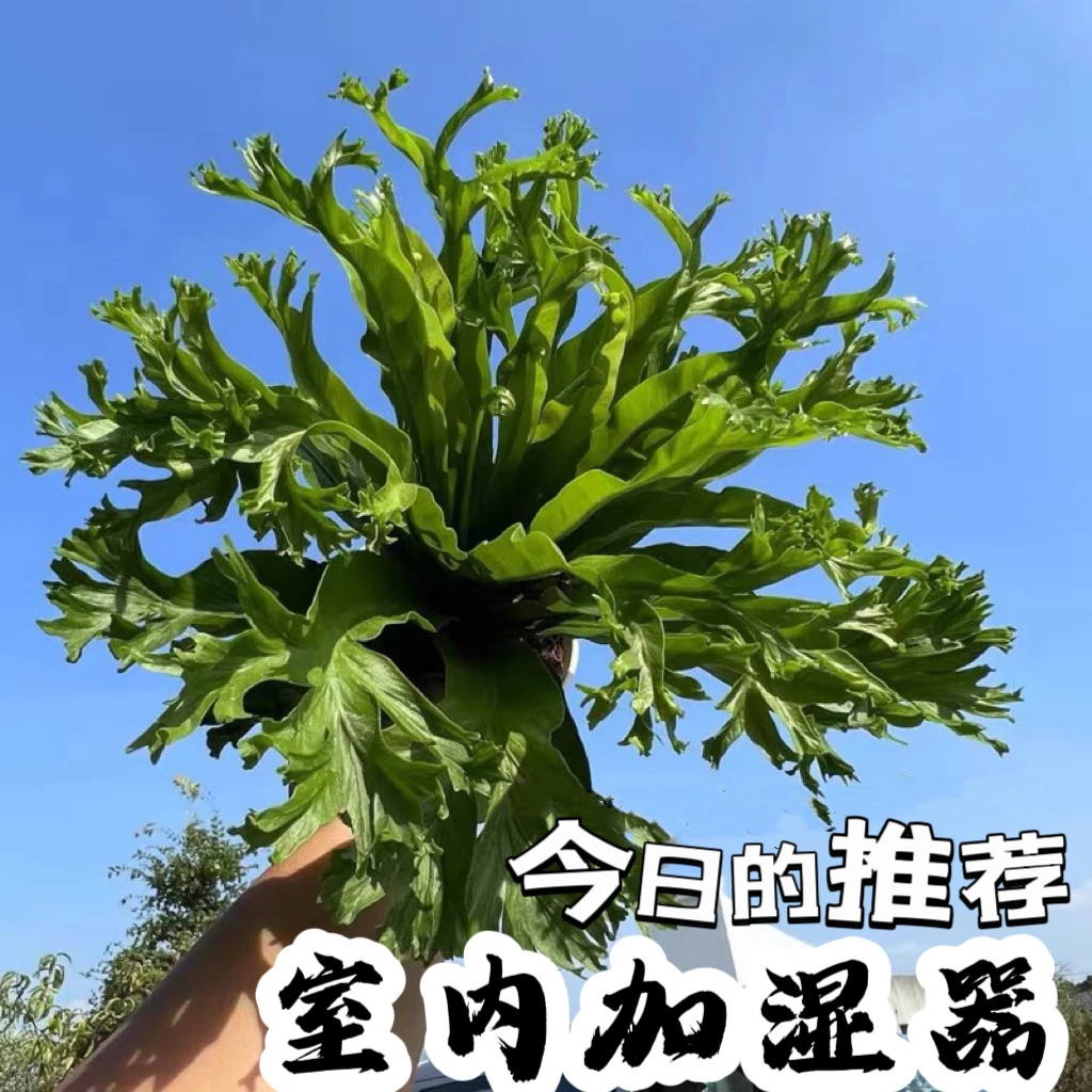 热带鹿角鸟巢蕨室内净化空气加湿四季常青好养办公室绿植花卉盆栽