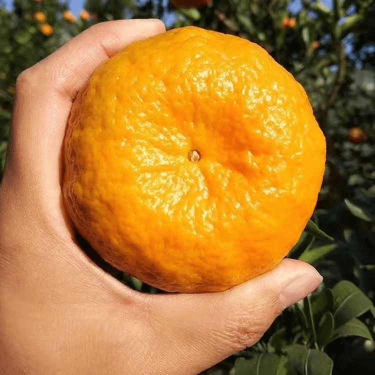 各种果树苗一物一拍车厘子阳光玫瑰葡萄夏黑巨峰沪太八号无花果