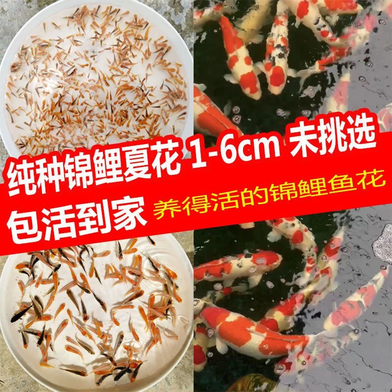 浩天锦鲤鱼苗红白昭和大正非写白写多品种锦鲤水花鱼苗混合花色