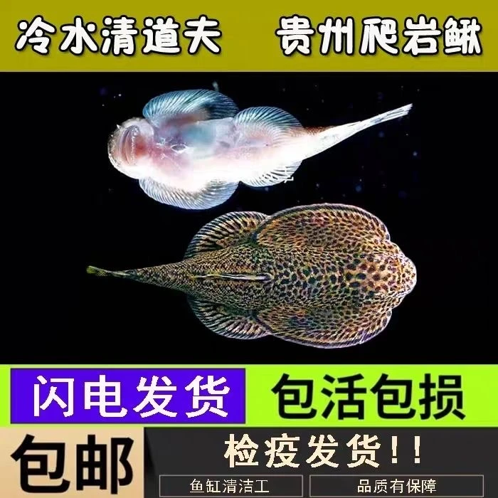 贵州爬岩鳅爬岩鳅冷水清洁工淡水工具鱼擦玻璃净化鱼缸吃垃圾
