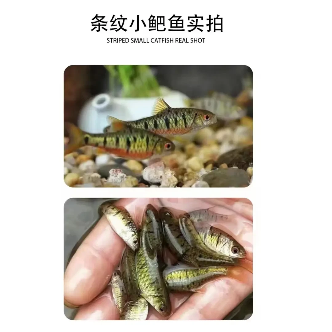 原生条纹小鲃风水鱼不用打氧清洁鱼除藻冷水淡水鱼活体净化鱼缸