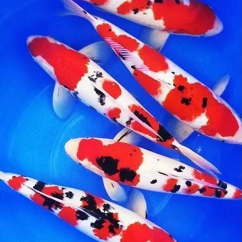 [淡水锦鲤观赏鱼活体蝴蝶鲤