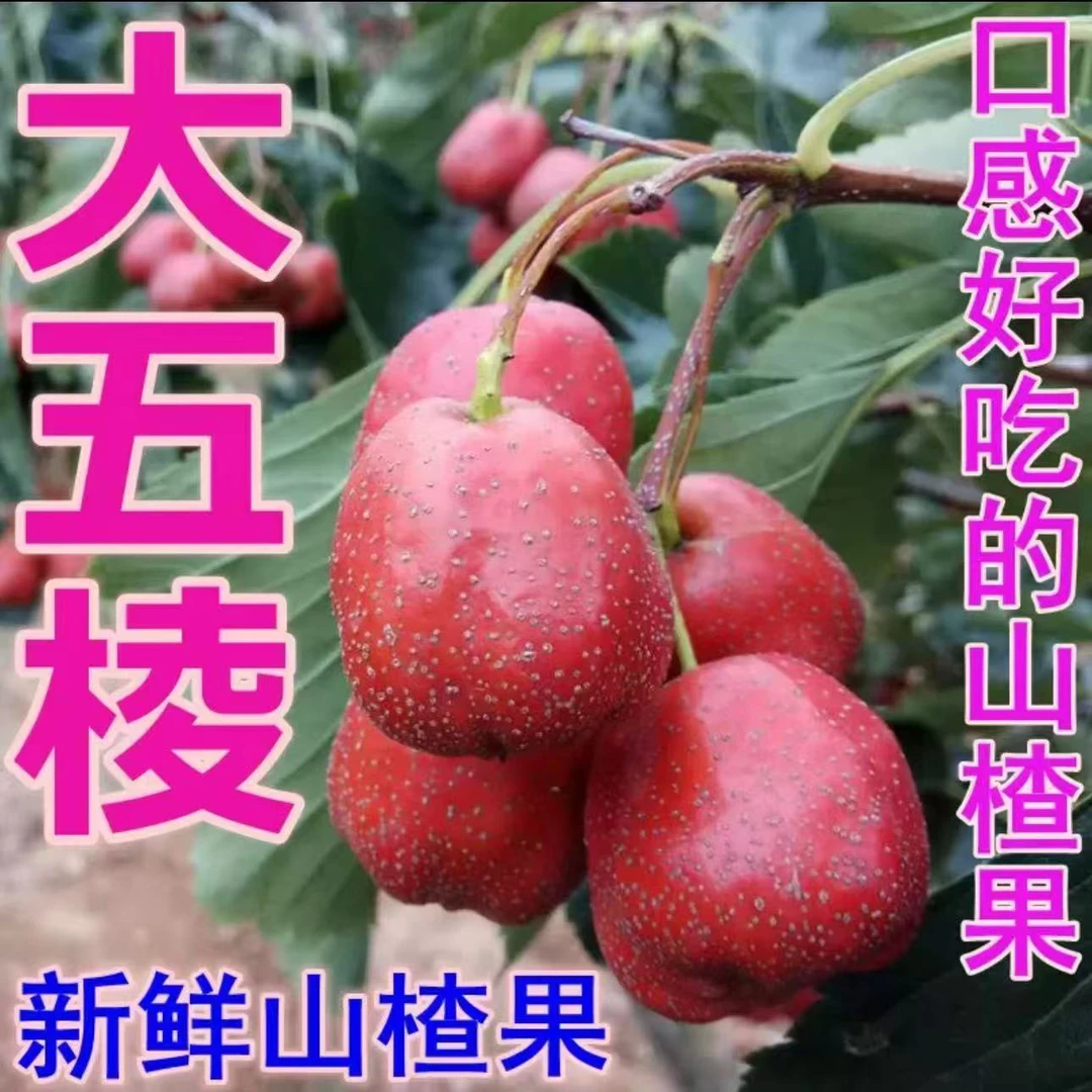 黑石汪沂蒙山大五棱山楂新鲜山楂果鲜果水红果冰糖葫芦用商用批发