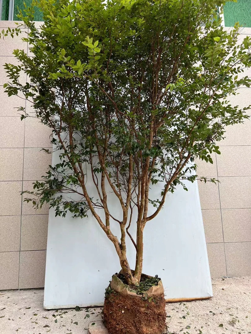 直播间一物一拍绿植庭院栽培春季秋季开花