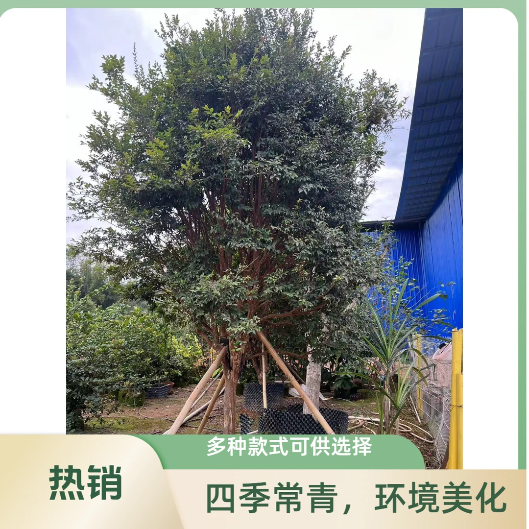 小爱直播间一物一拍绿植四季长青提根庭院美观栽培