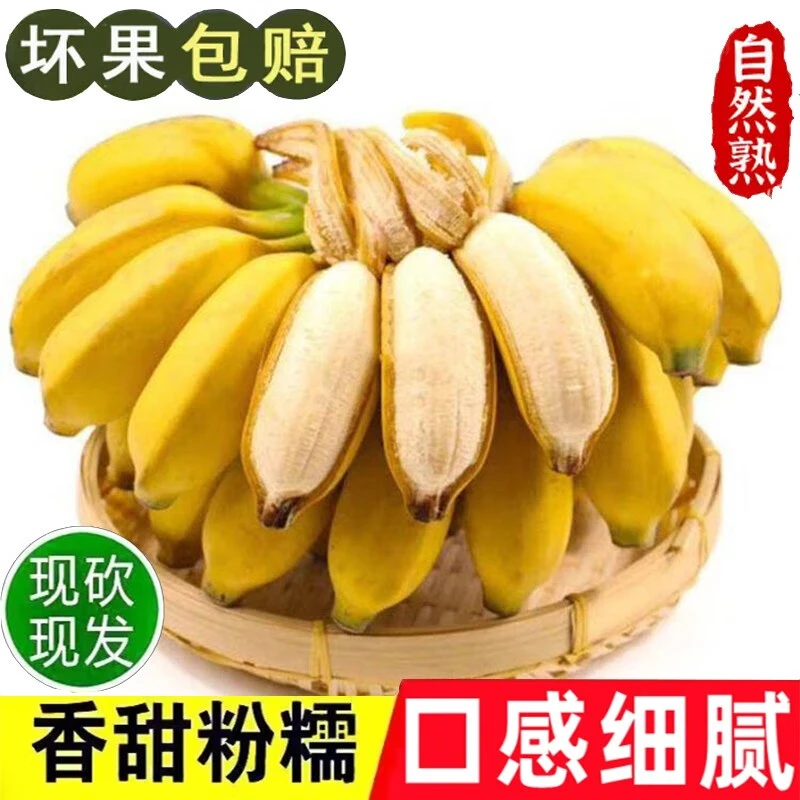 小米蕉香蕉新鲜水果时令水果芭蕉banana当季水果苹果蕉西贡蕉