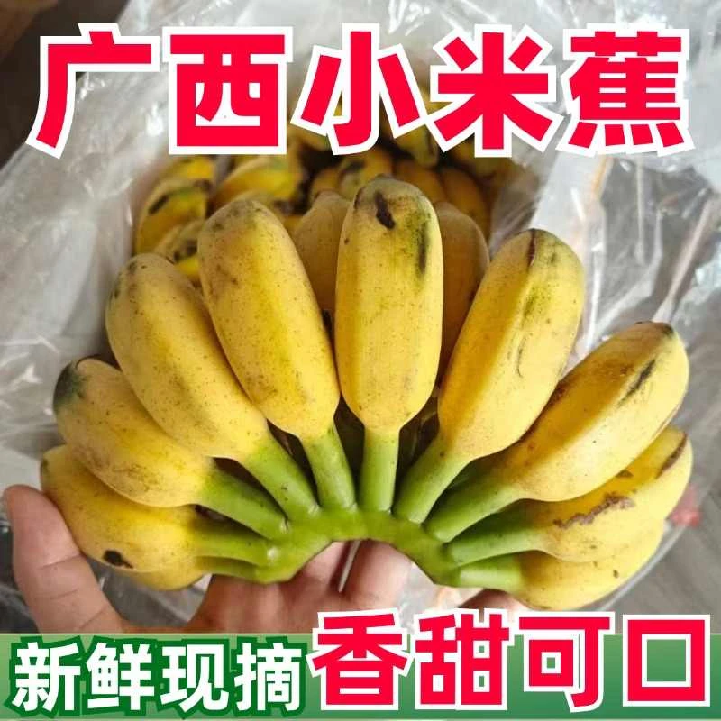 广西小米蕉产地直发新鲜水果自然皇帝蕉批发香蕉产地直销小米蕉