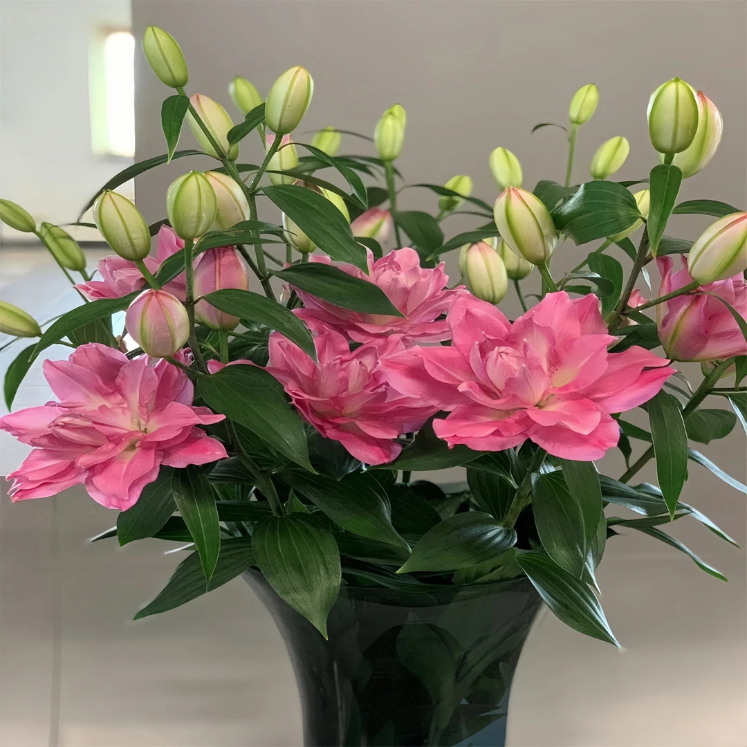 室内外百合种球百合花带芽进口四季开花盆栽阳台花卉绿植种子耐寒