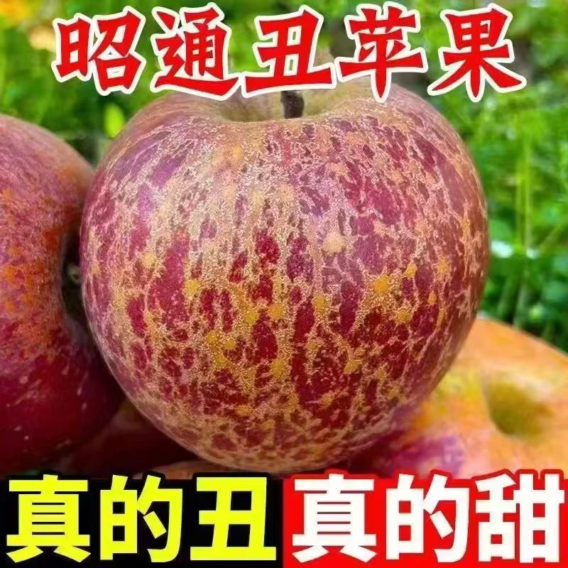 正宗昭通高原丑苹果冰糖心早熟苹果现摘现发产地直销脆甜多汁新鲜