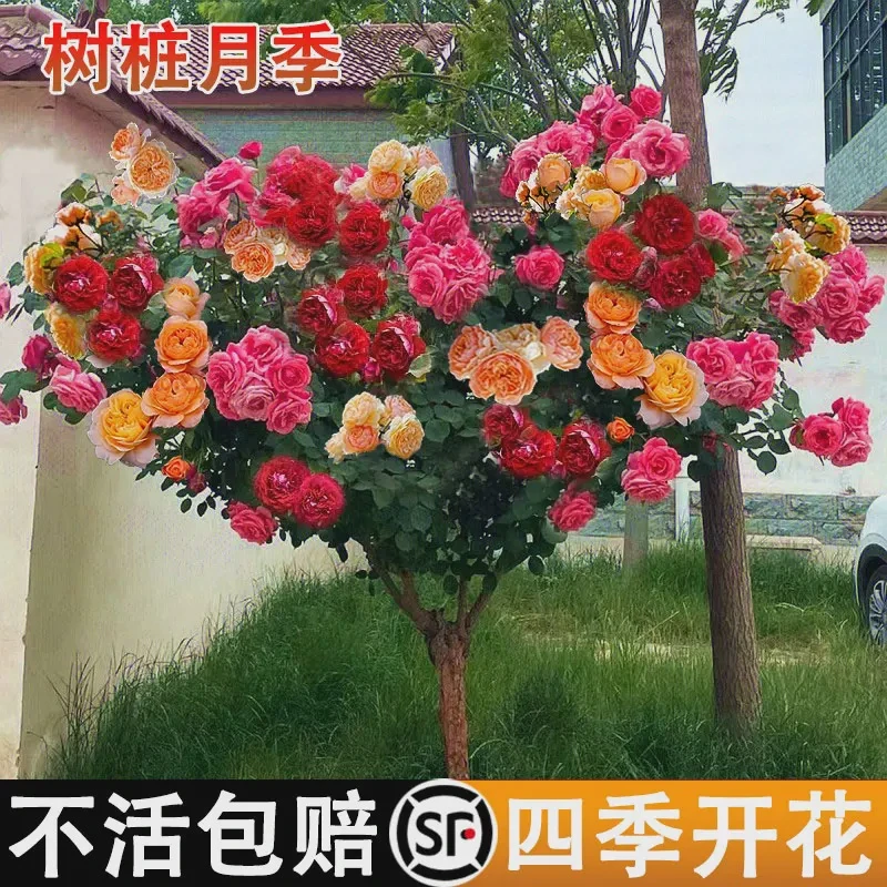 【视频同款3/4公分粗】山木香树桩嫁接月季庭院棒棒糖绿植花卉耐寒