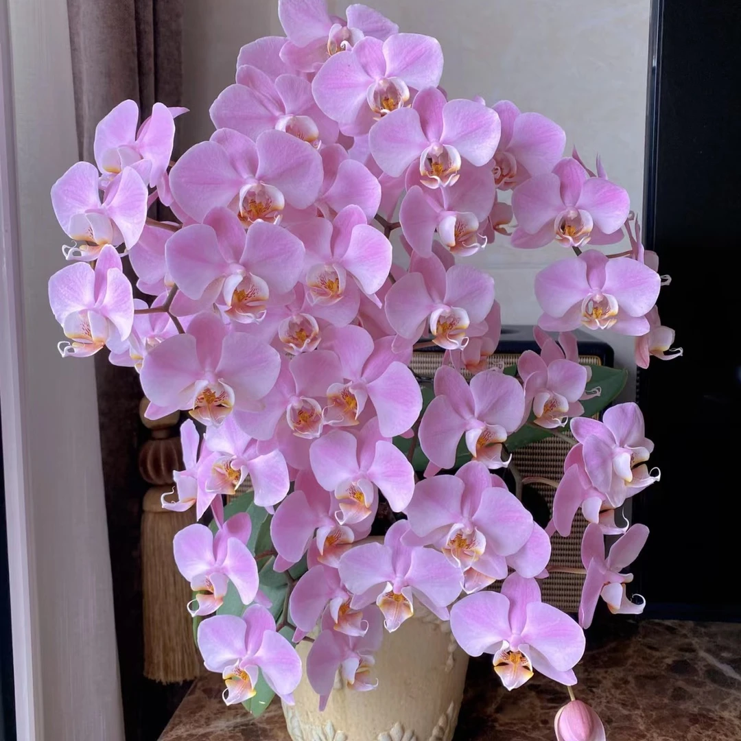 蝴蝶兰欧品花苗【密尔沃基】2.8苗