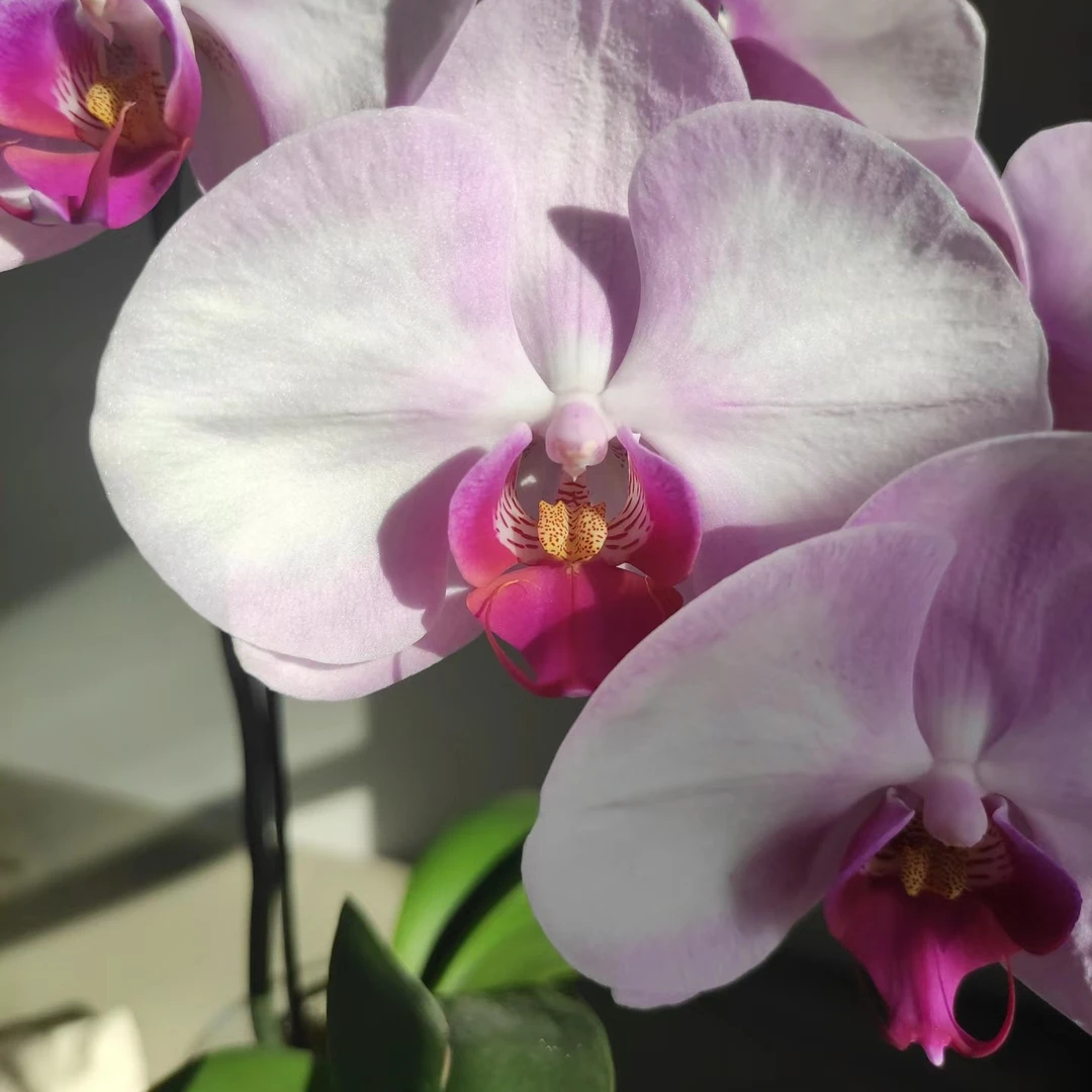 蝴蝶兰欧品大花[西宾哈尼]2.8寸仅是苗