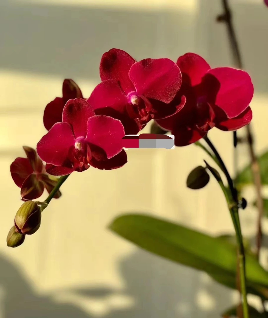 蝴蝶兰《拉菲》玫红丝绒中花3.0杯瑕疵苗