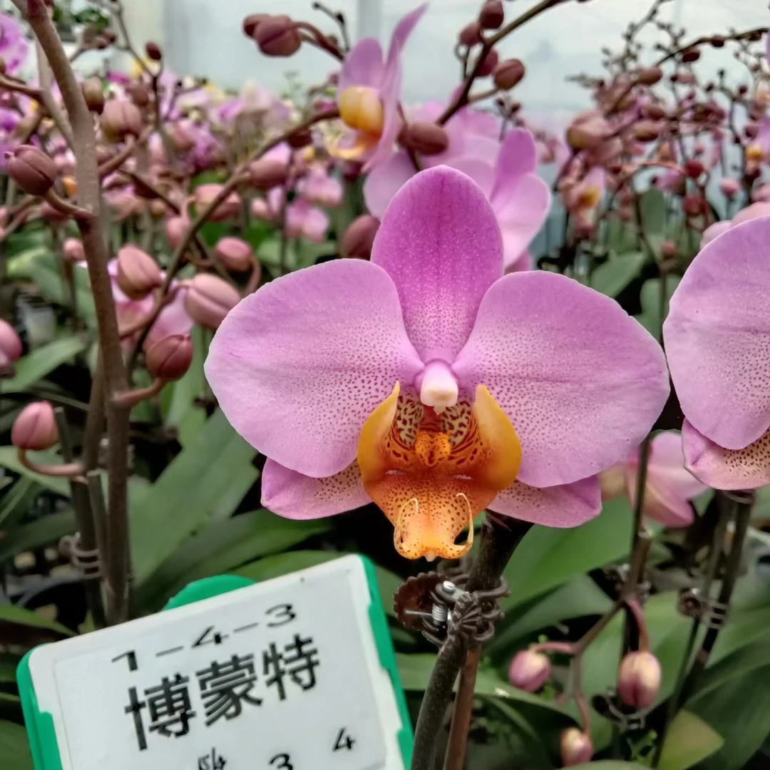蝴蝶兰安祖花苗【博蒙特】3.5杯苗