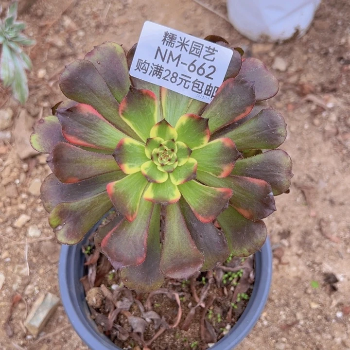 【闪购商品】✔****终烟花多肉植物662