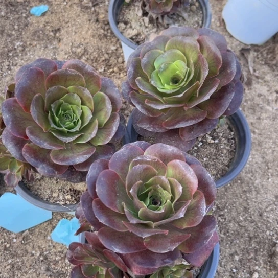 【闪购商品】魅金三颗不周正多肉植物