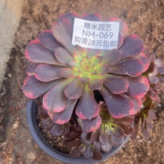 【闪购商品】烟花多肉植物069