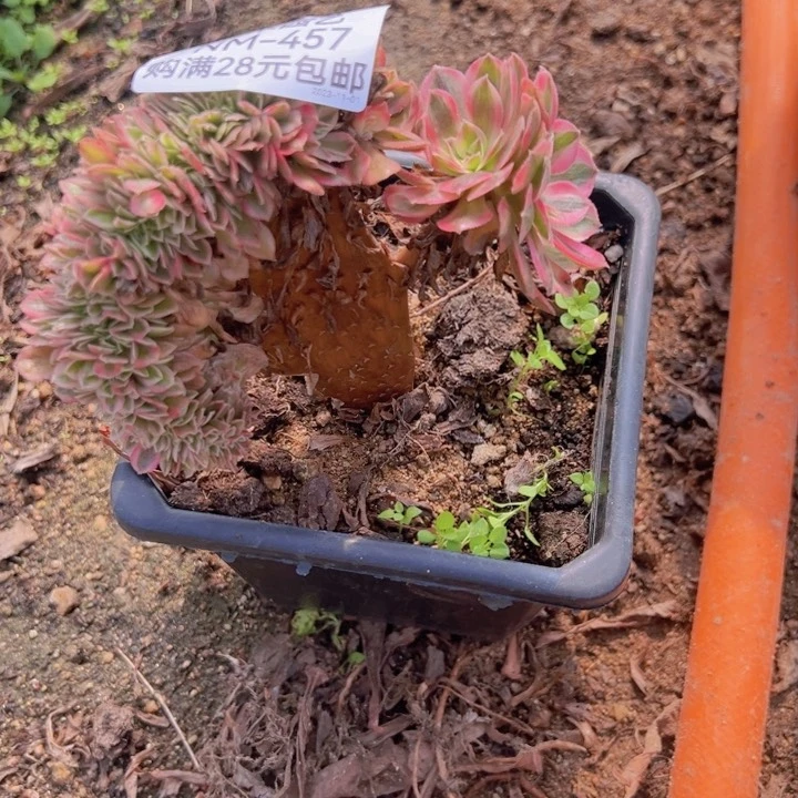 【闪购商品】倾城缀瑕疵多肉植物457