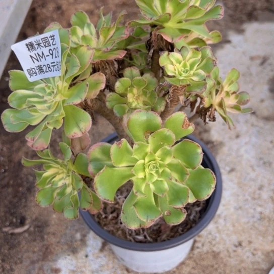 【闪购商品】艳日伞多肉植物928