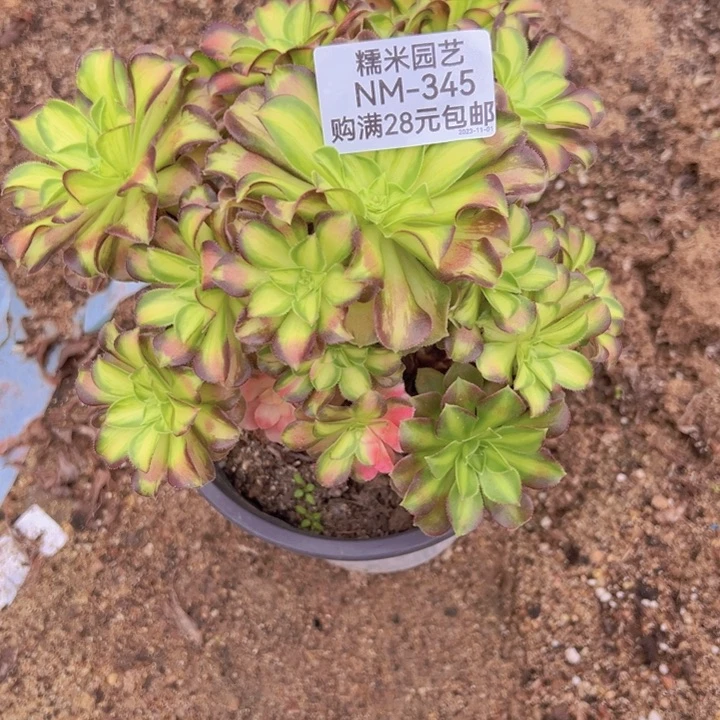 【闪购商品】韶华多肉植物345