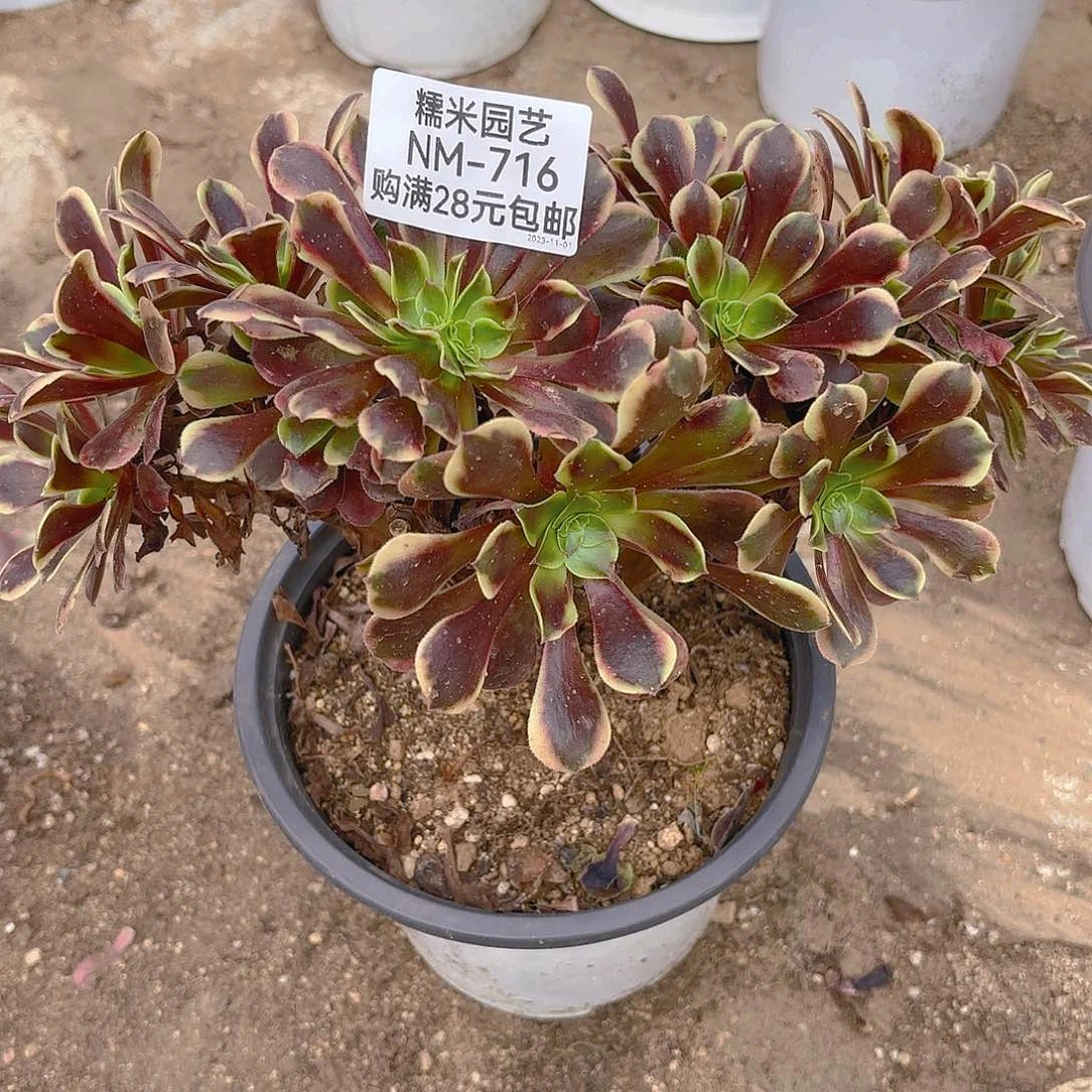 欧嘉莉朵朵缀716