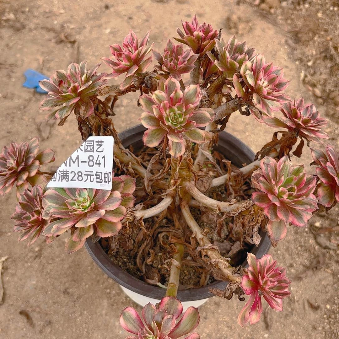 白月光841多肉植物