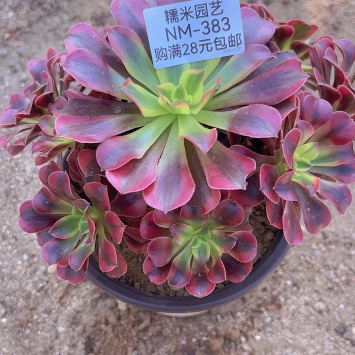 【闪购商品】美杜莎多肉植物383