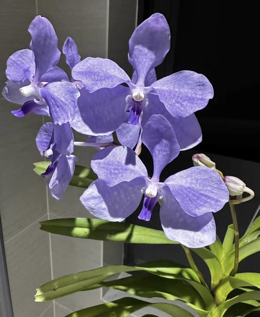 珍稀观赏植物！大蓝花万代兰天蓝色花朵.附生兰科兰科植物一物一拍