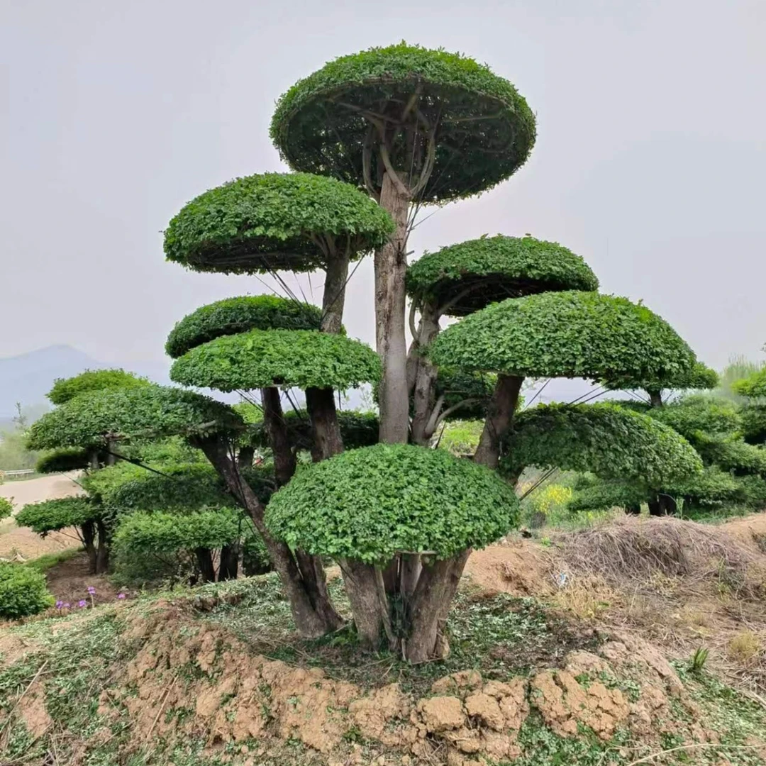 对节白蜡造型树盆景园林绿化 订金夏季室内栽培冬季优美容易生长