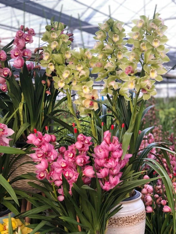 年宵花 福利大花蕙兰