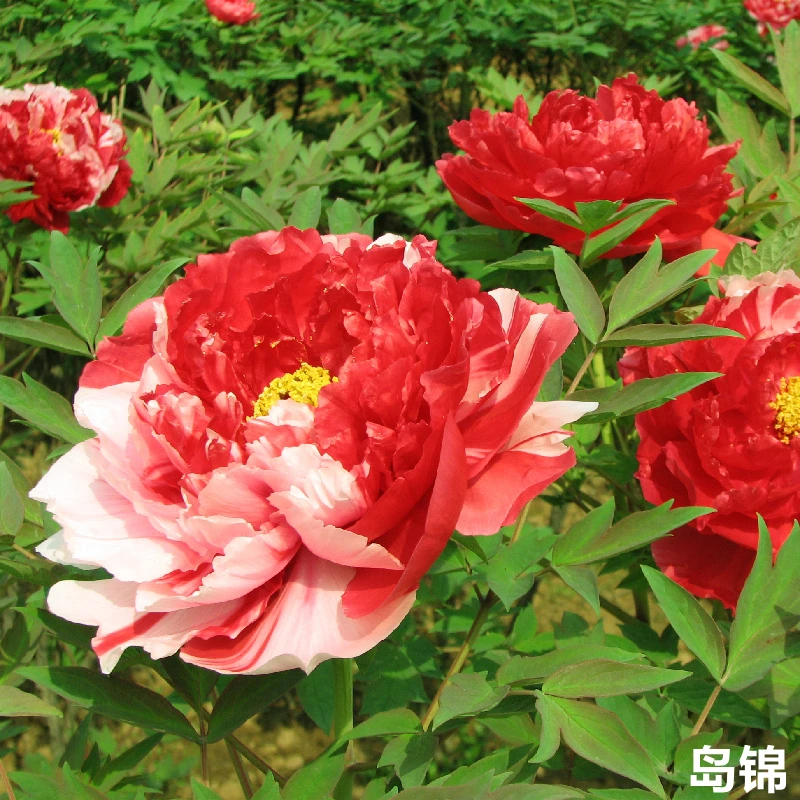 牡丹【岛锦】洛阳牡丹花苗大苗盆栽带盆重瓣庭院花卉