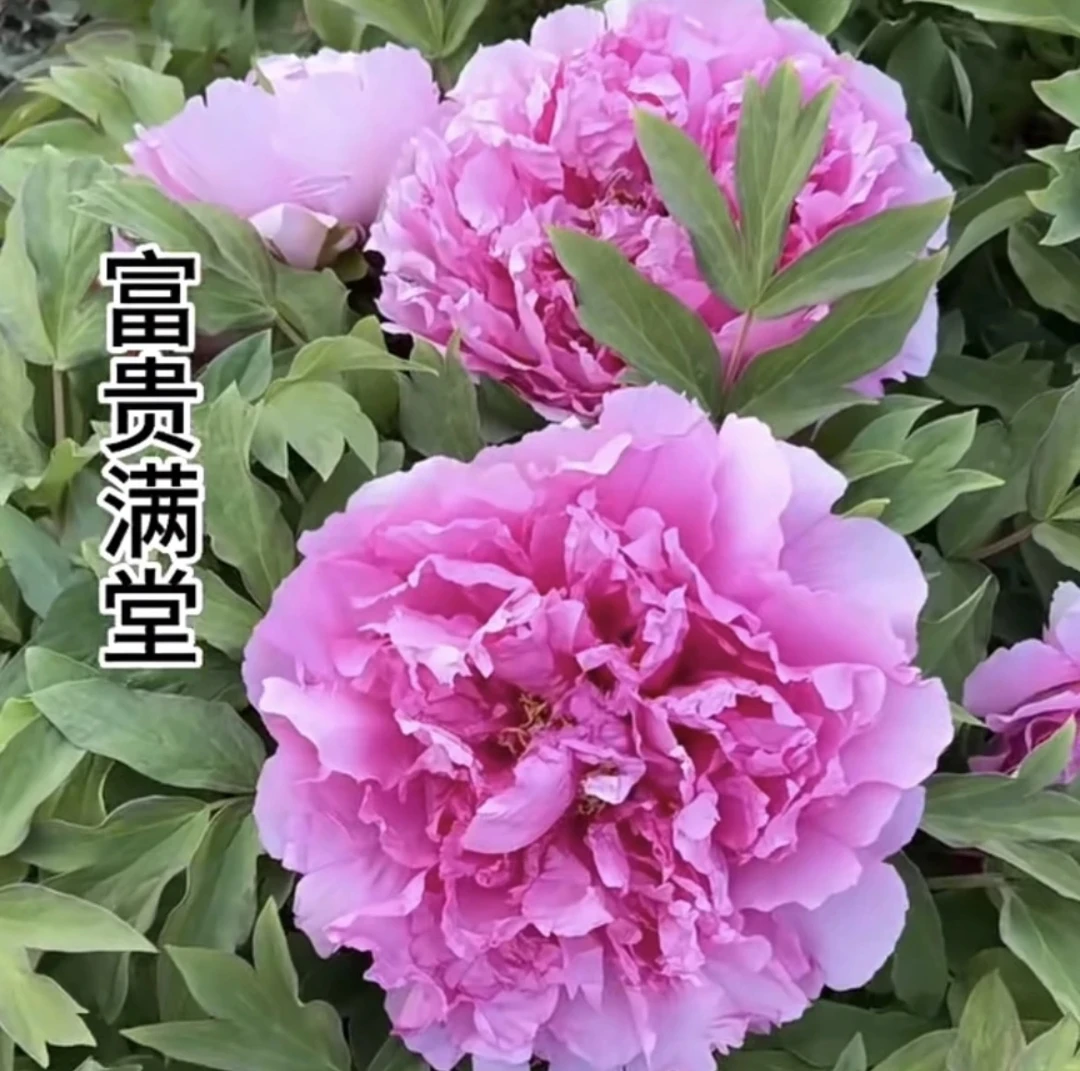 富贵满堂牡丹，千层重瓣大花，粉蓝色，开花机器