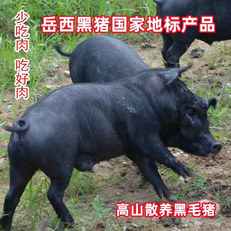 <梅花肉/全瘦肉/五花肉/大里脊/切片大排肉>岳西黑毛猪跑山猪3斤