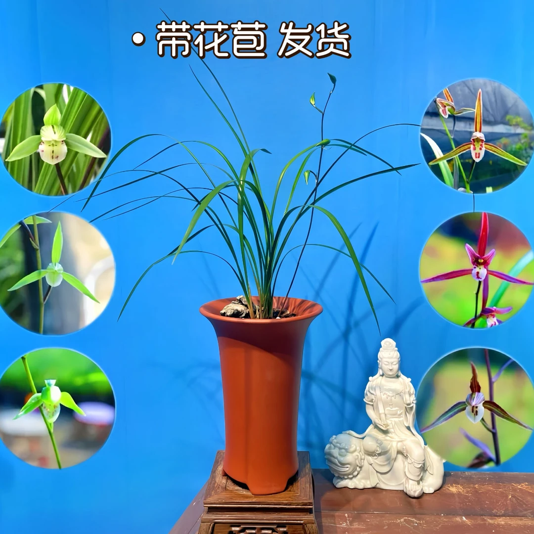 兰花细叶寒兰盆栽 建兰 国兰中式盆景 高端 植物客厅书房茶室阳台