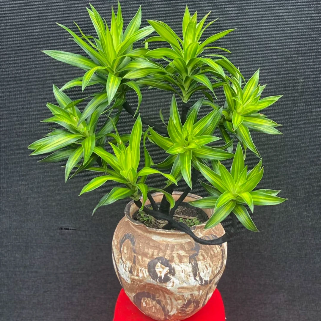 金心百合竹盆栽客厅大型青叶盆栽养花办公室室内绿植美观原生绿植