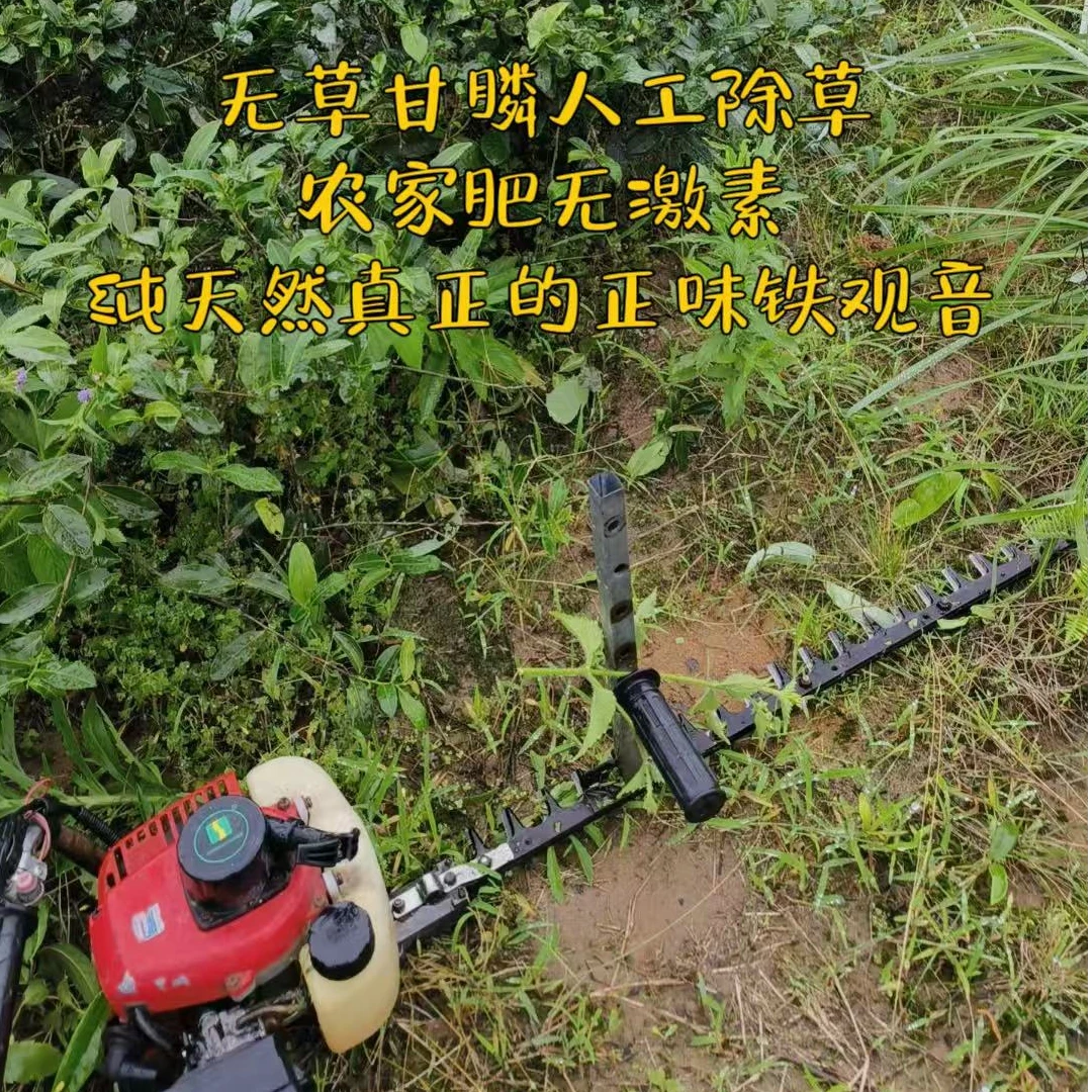零农残铁观音人工除草手工采摘