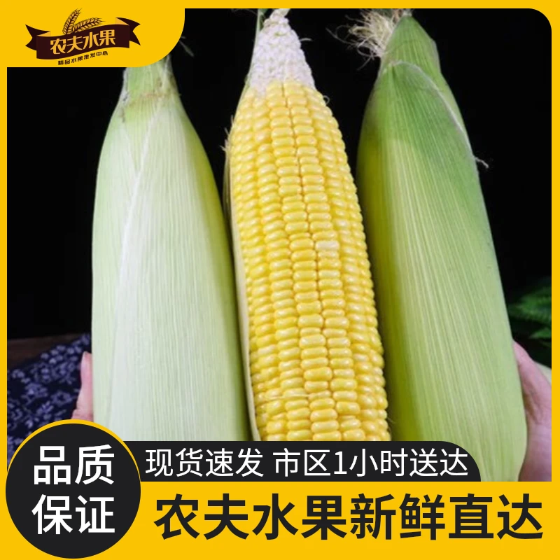 水果玉米【5根装】