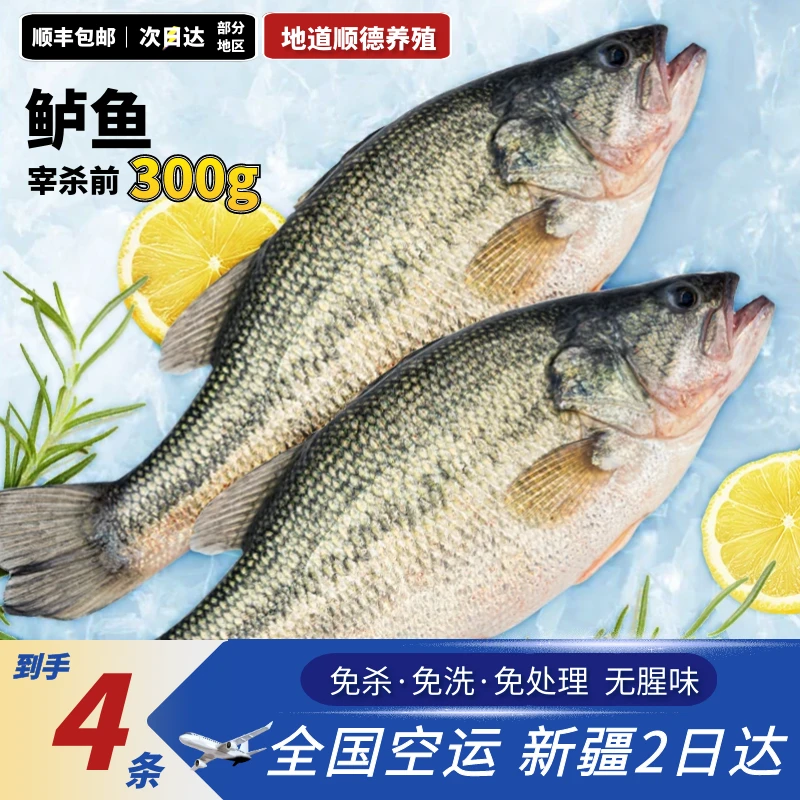 鲈先生【鲈鱼4条】新鲜真空生态冷冻鲜嫩美味处理