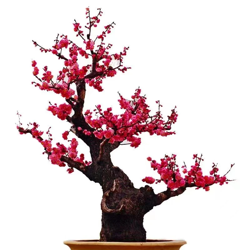 一物一拍，梅花各种品种大小。