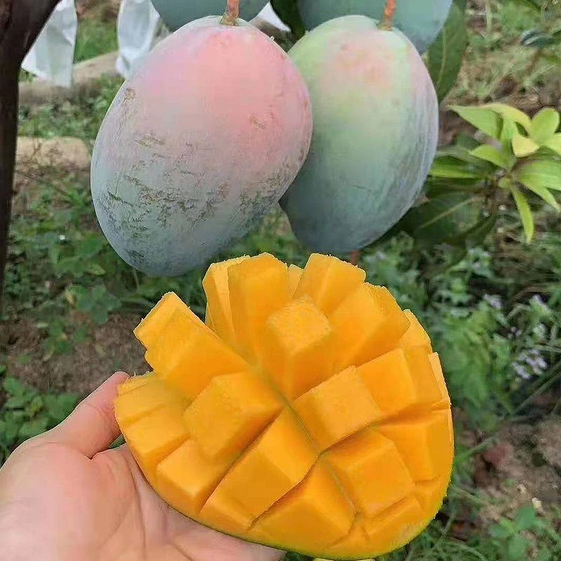 当季现摘攀枝花凯特芒果大果2/5斤新鲜水果产地直发青皮整箱