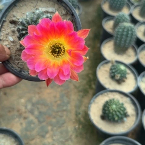 07龙丽花带花苞带根