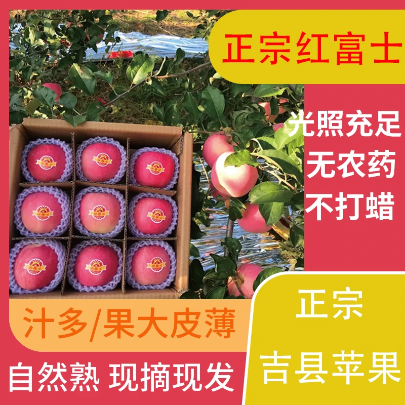 正宗吉县苹果 头茬苹果个大脆甜