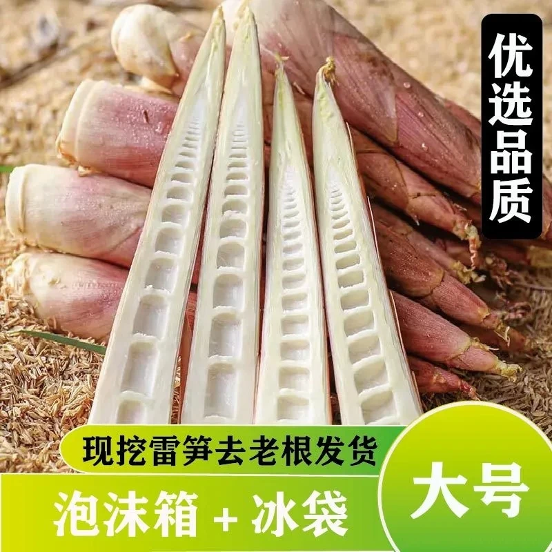江西雷笋脆嫩种植美味生长发货健康产地美味生长发货健康产地食用