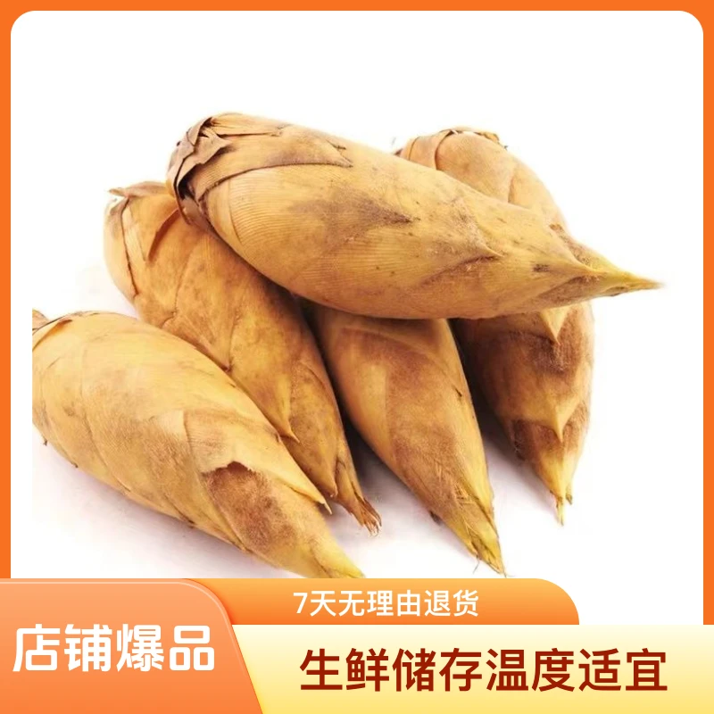 冬笋江西新鲜黄泥鲜冬笋自然生长超好新鲜现挖爽口黄泥冬笋1/3斤