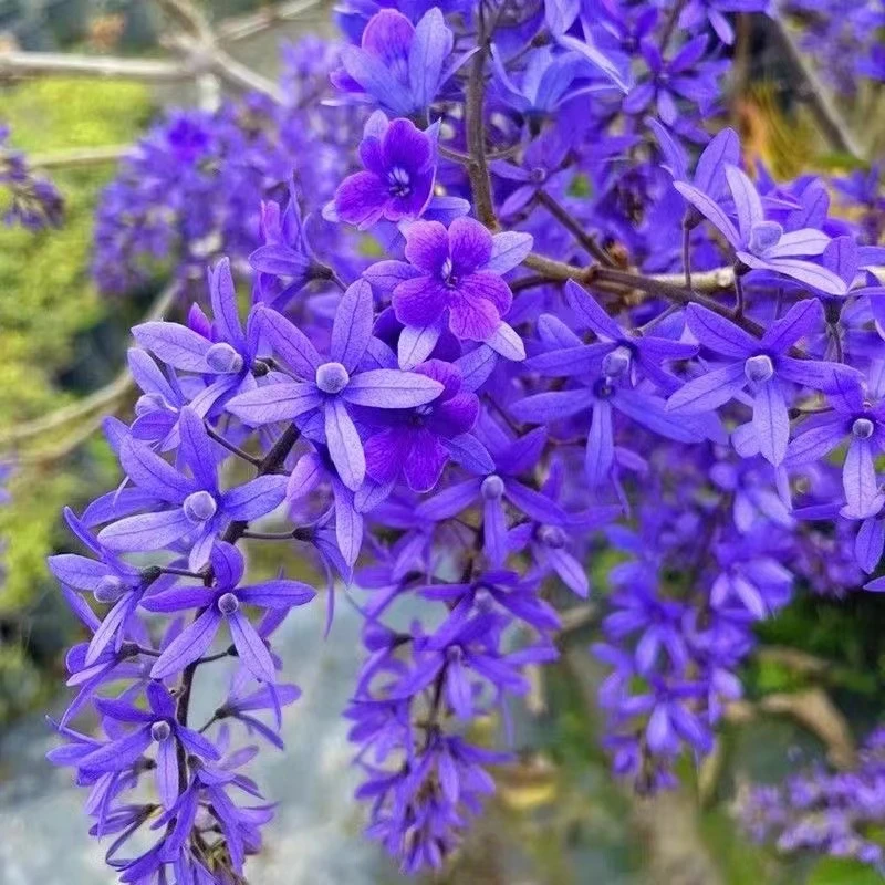 泰国大叶蓝花藤许愿藤阳台庭院网红四季开花爬藤大叶兰花藤包对版