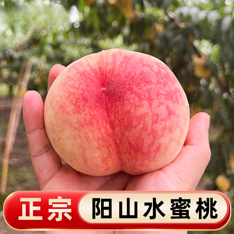 【12只5-6两 拍一送一超优惠】正宗阳山湖景水蜜桃鲜嫩现摘桃香爆汁